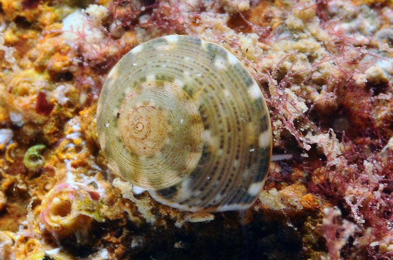 Gibbula varia ?